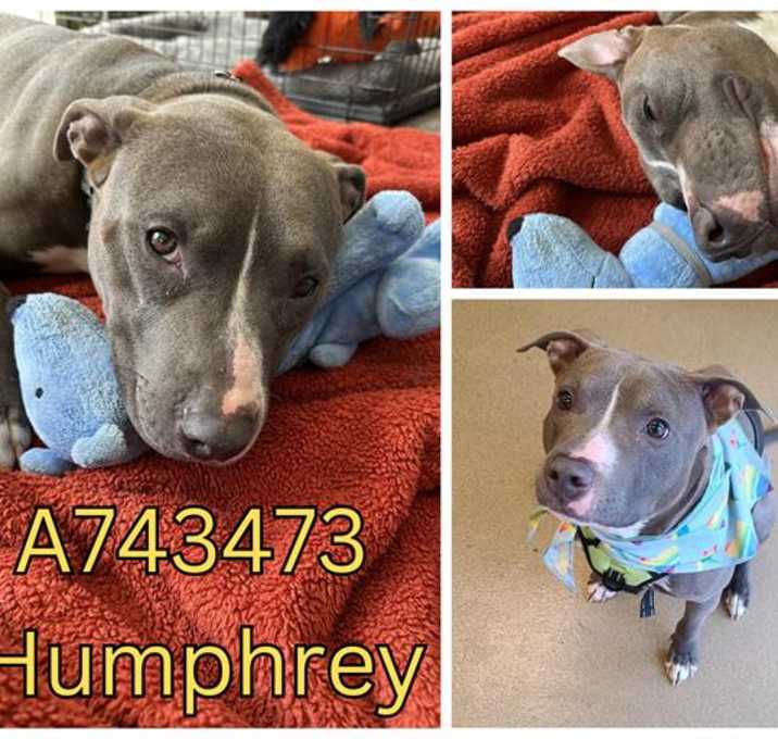 Photo of HUMPHREY