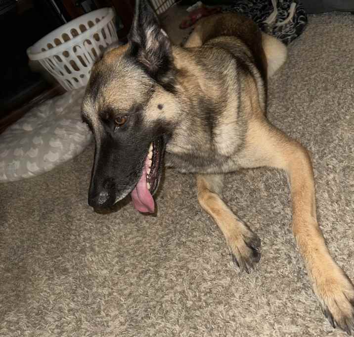 Photo of Luna