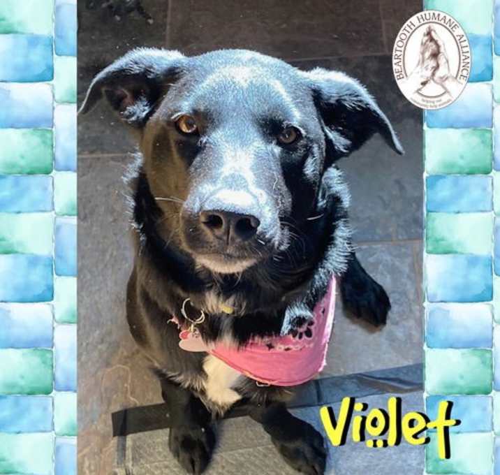 Photo of Violet