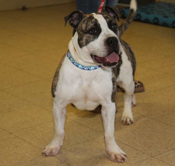 Photo of Rex (Neutered) Photos 2/23/25