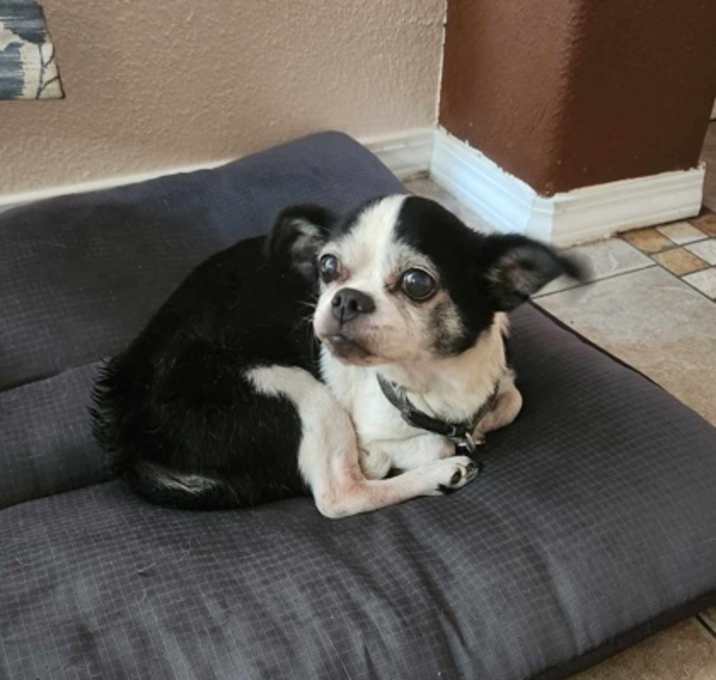 Photo of Scooter