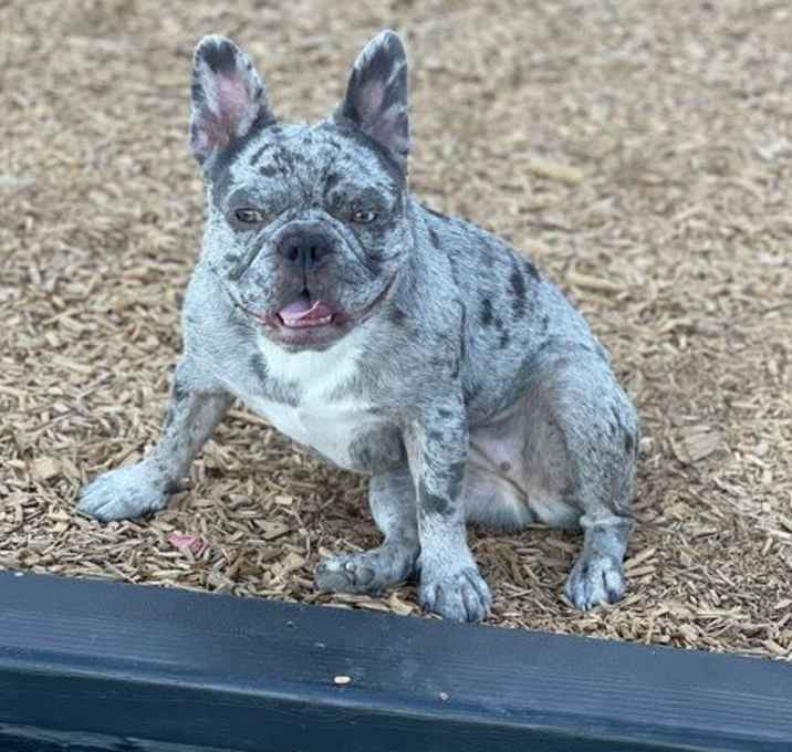 Photo of Luna