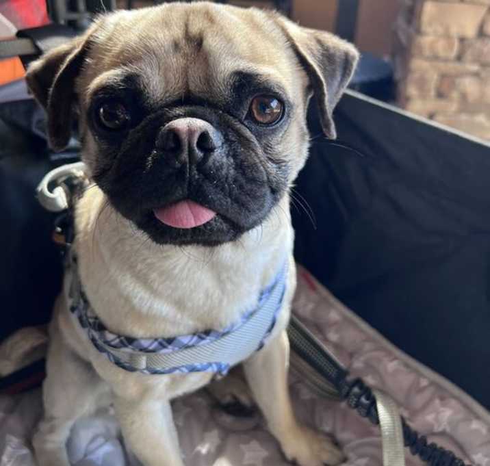 Photo of Mavis