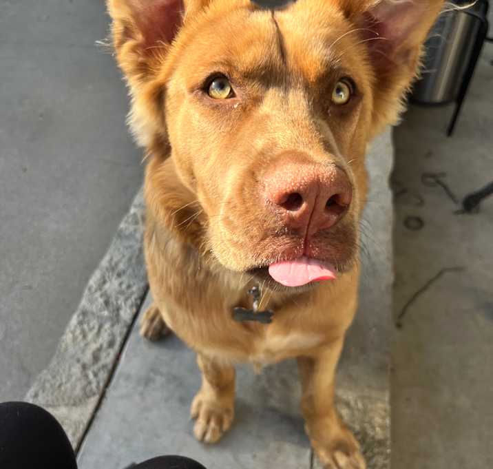 Photo of Canela