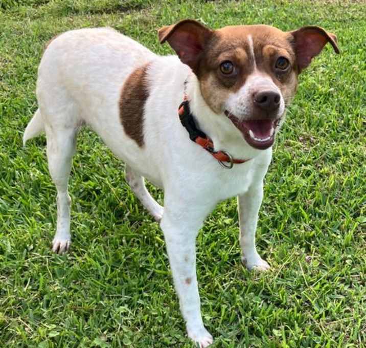 Photo of Archie  DD