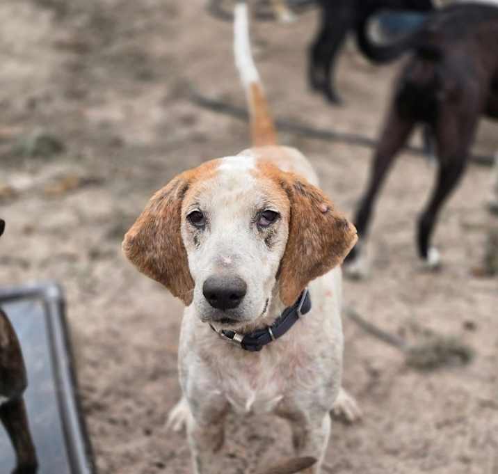 Photo of Bear