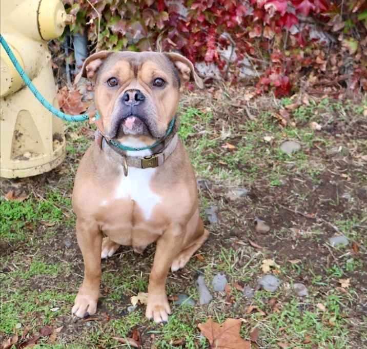 Photo of Ulysses