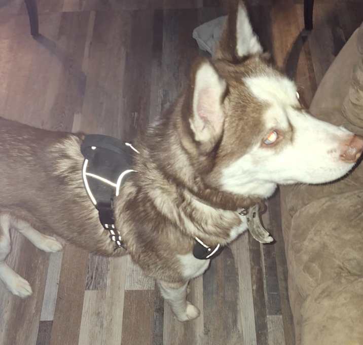 Photo of Koda