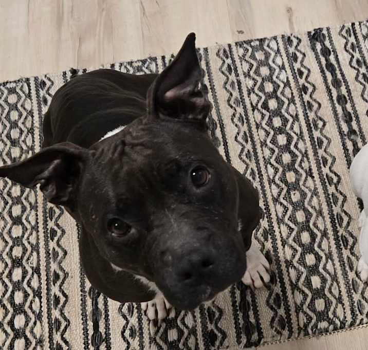 Photo of Cuda (mom)