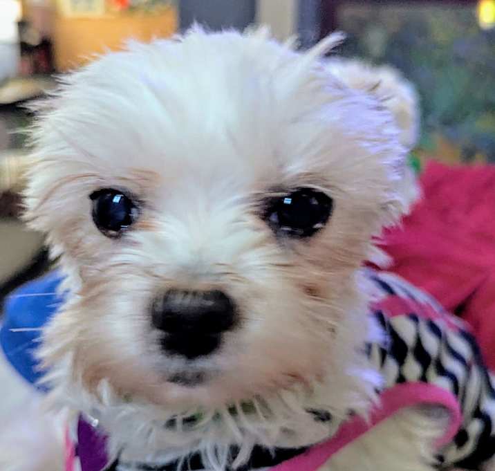 Photo of Blossom