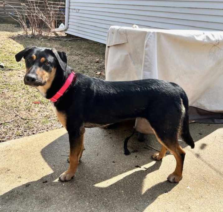 Photo of **BISCUIT**