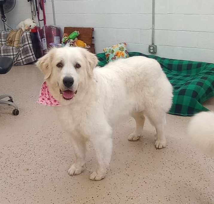 Photo of Sadie