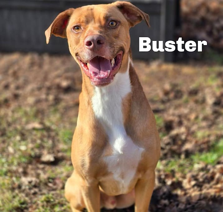 Photo of Buster 240414