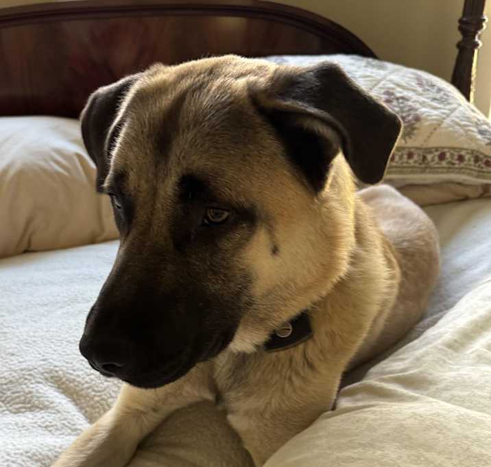 Photo of Hank
