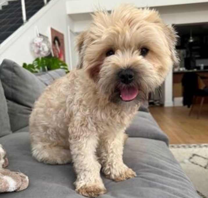Photo of Mochi D5717