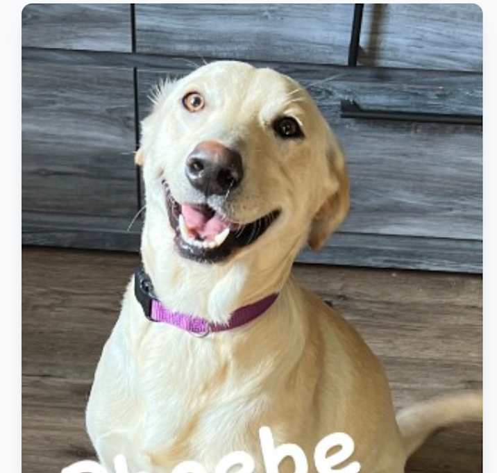 Photo of Phoebe