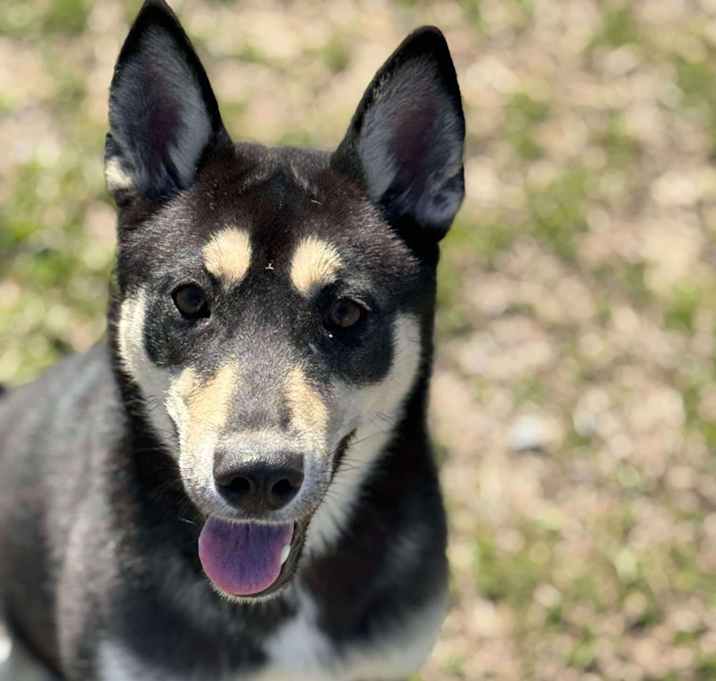 Photo of MIMOSA/URGENT