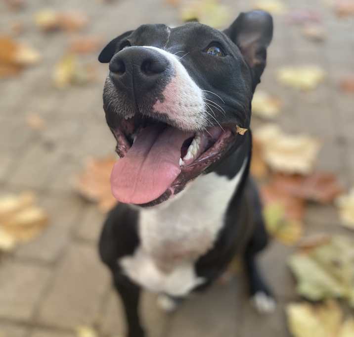 Photo of Tippy trace