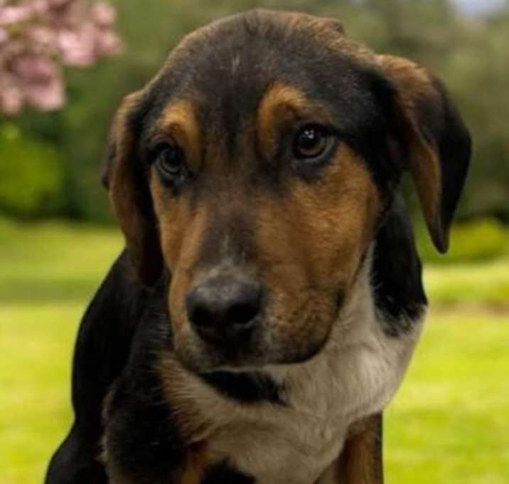 Photo of Lucky