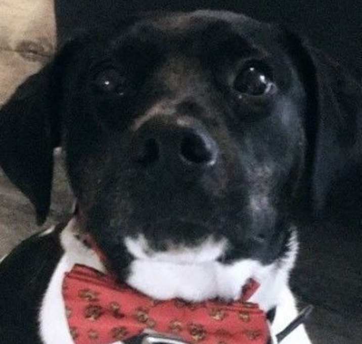 Photo of Bailey