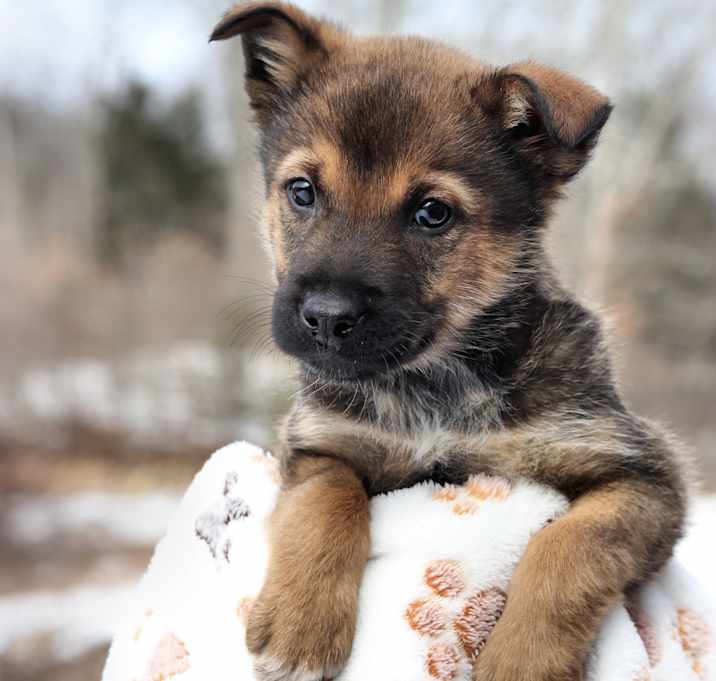Photo of Chai
