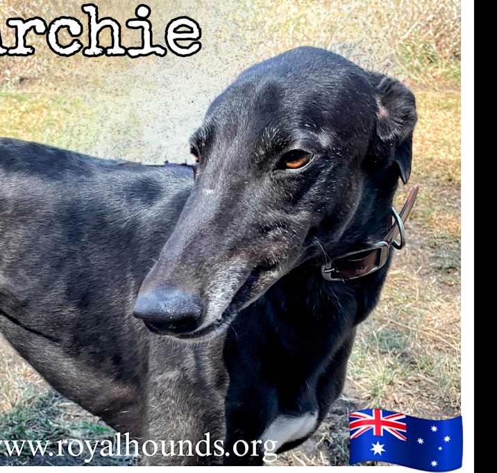 Photo of Archie