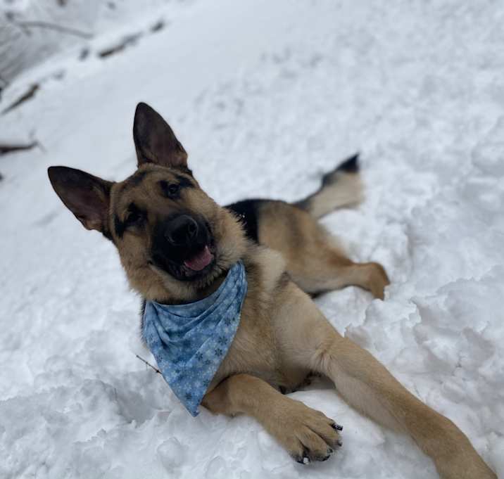 Photo of Loki