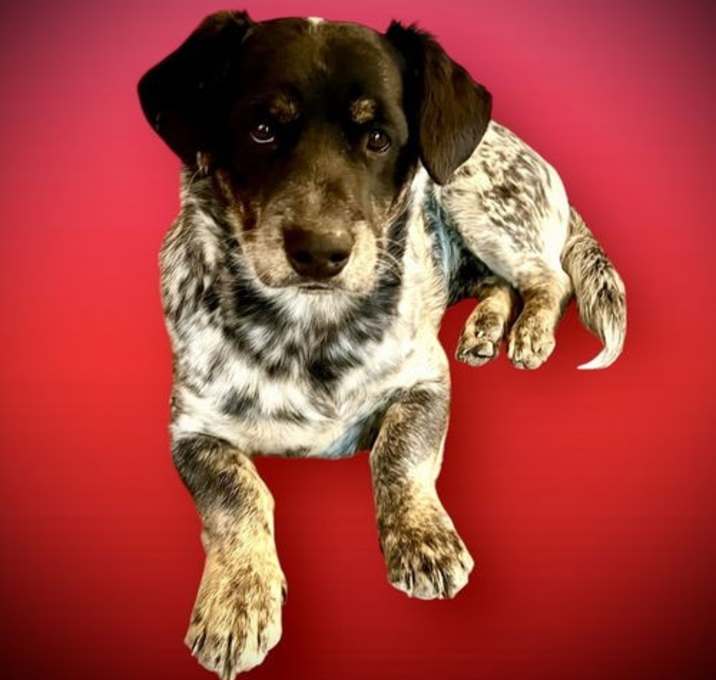 Photo of Dash