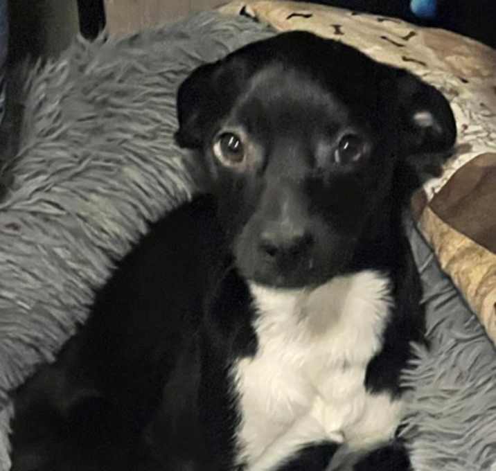 Photo of Yoda