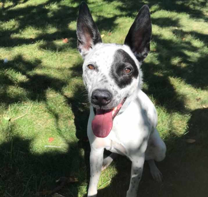 Photo of Remi (a courtesy listing in South Bend IN)