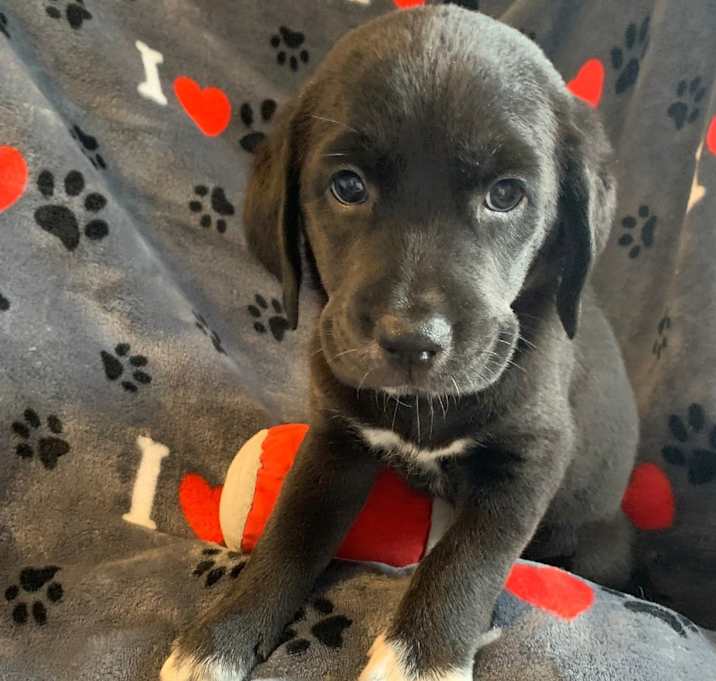 Photo of Hershey