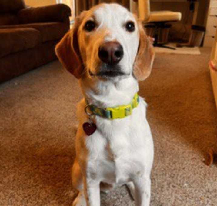 Photo of Pickles