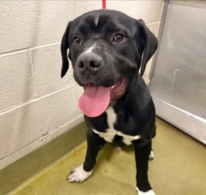 Photo of URGENT! SHELTER IS FULL