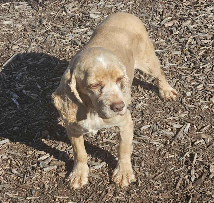 Photo of Maya  ***FOSTER NEEDED***