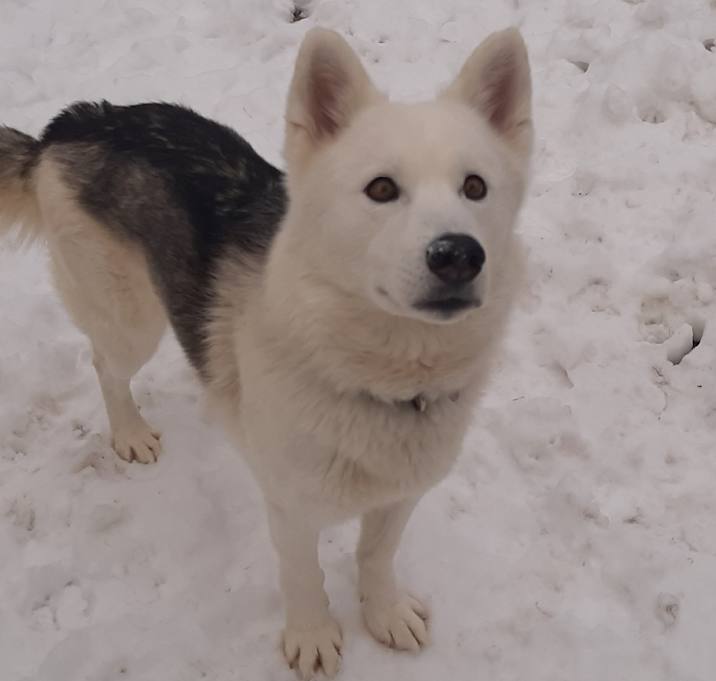 Photo of Spark