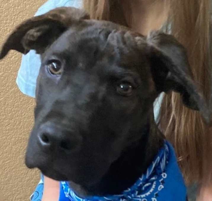 Photo of Toothless