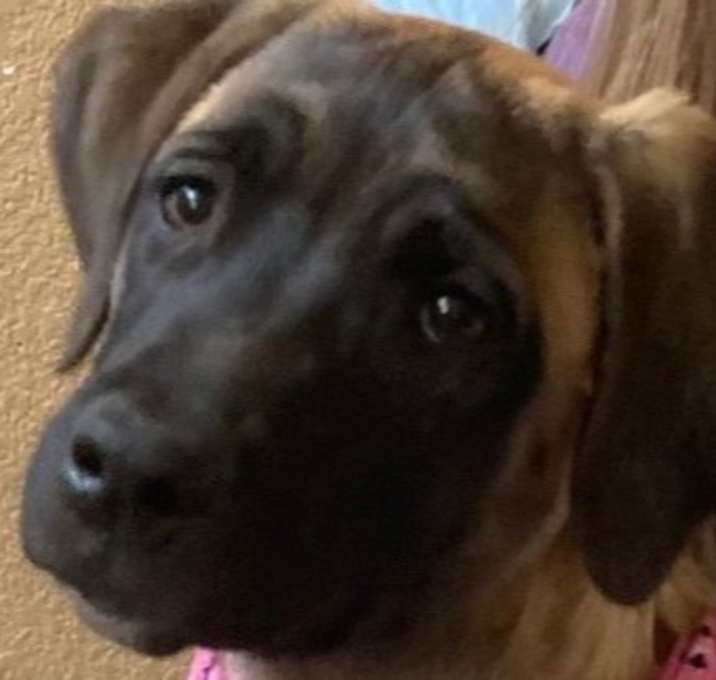 Photo of Buttercup