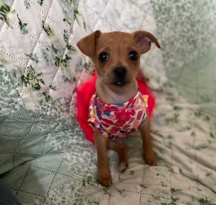 Photo of Lily