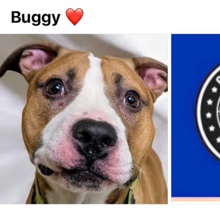 Photo of BUGGY