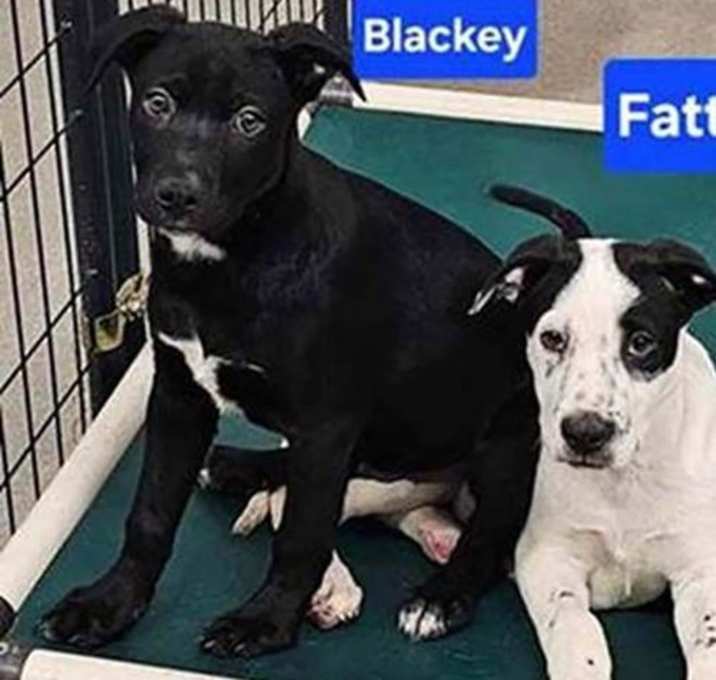Photo of Lori's Blackey
