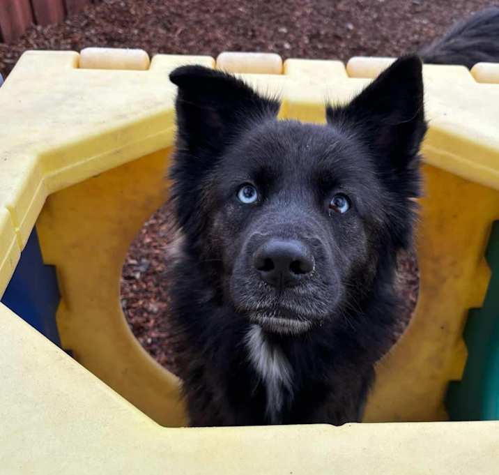 Photo of Georgie