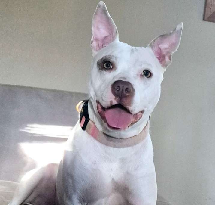 Photo of Lady