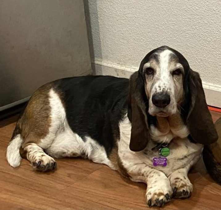 Photo of Dusty (Petaluma)