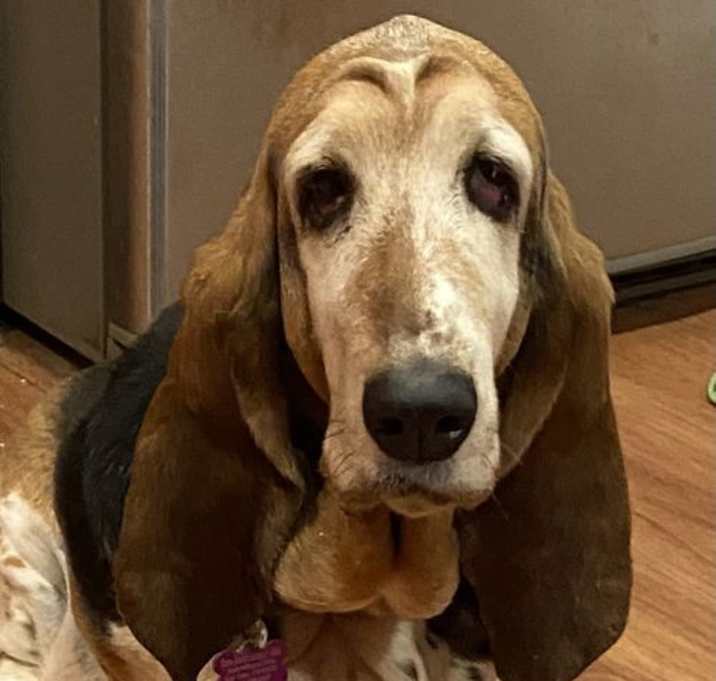 Photo of Tulip  (Petaluma)
