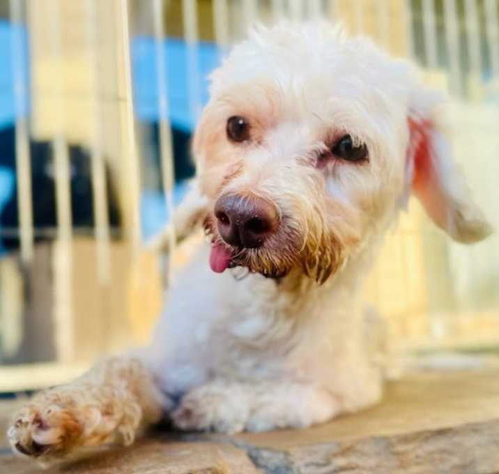 Photo of CALI