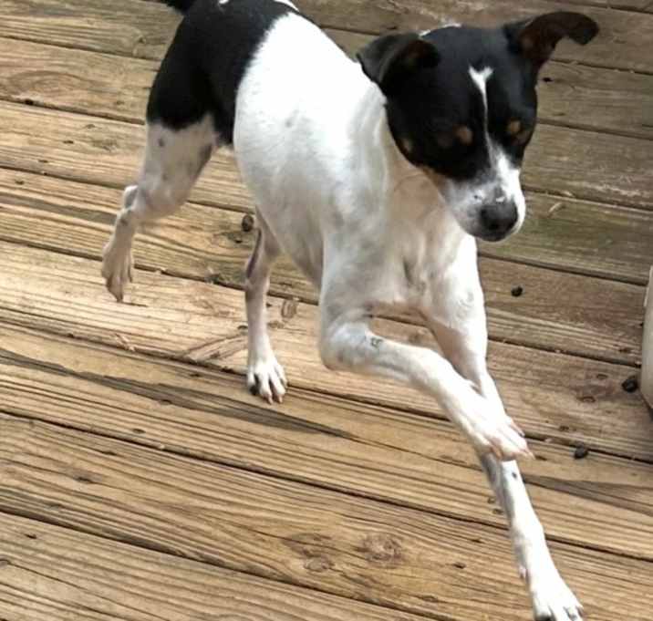 Photo of Chip