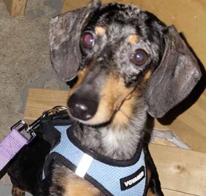 Photo of Tilly