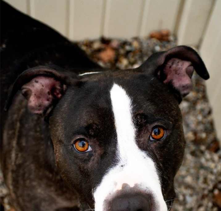 Photo of Ziggy