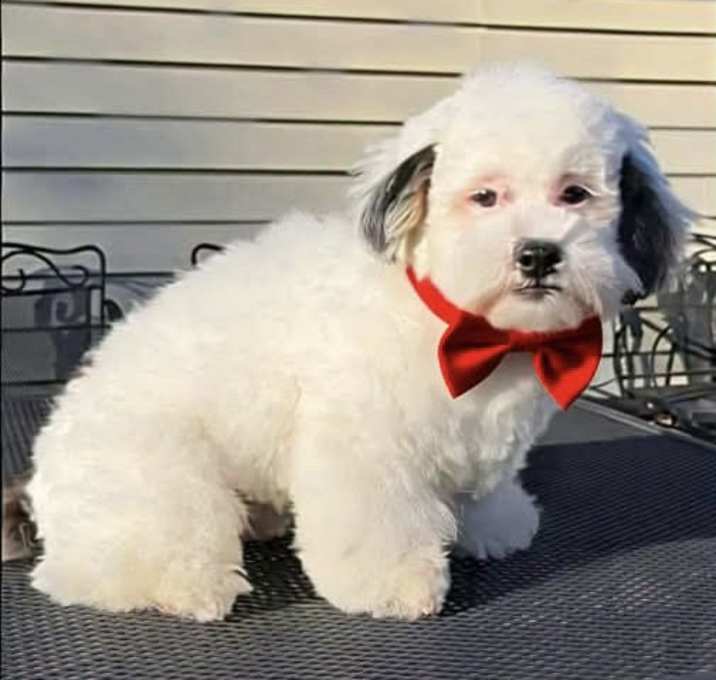 Photo of SAMMY
