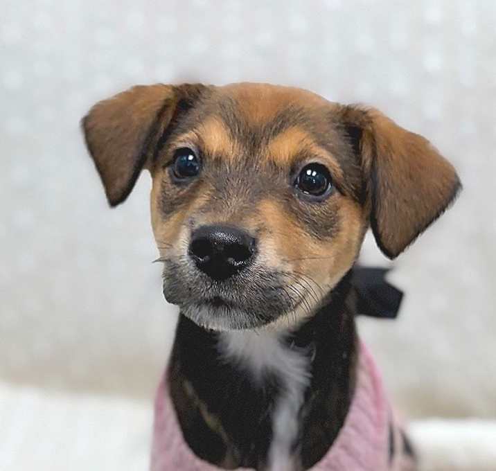 Photo of Dolce